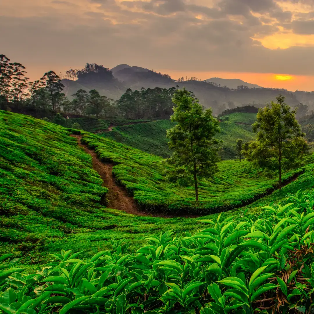 Kerala Family Tour Package